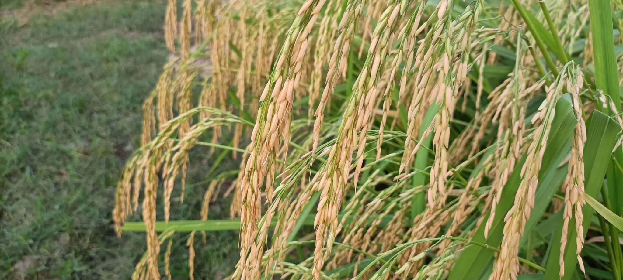 धान खरीद स्टेटस धान खरीद का पैसा चेक कैसे करें